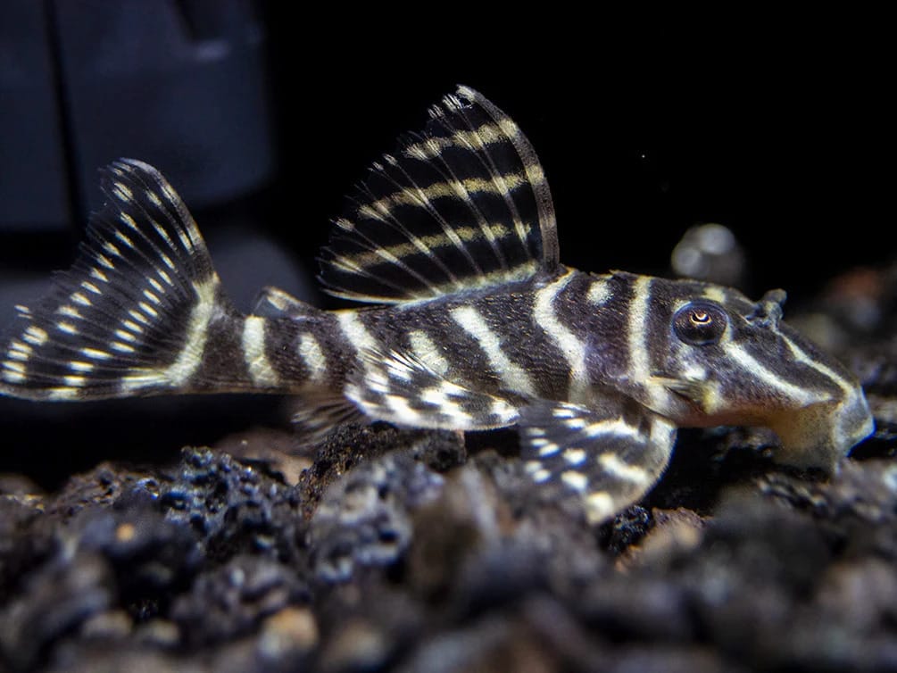 Panaqolus Maccus