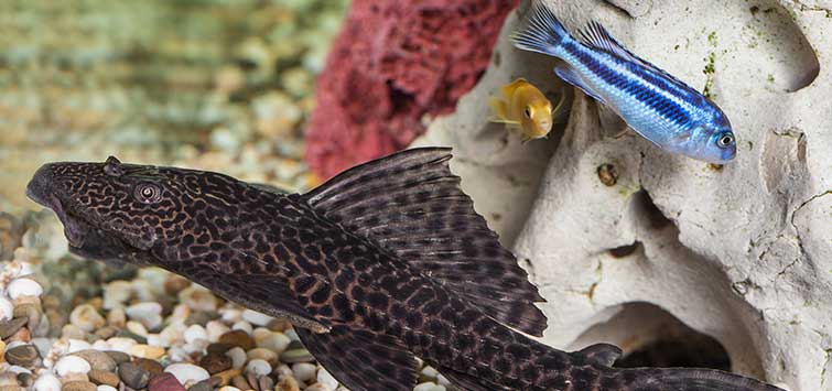 Hypostomus Plecostomus