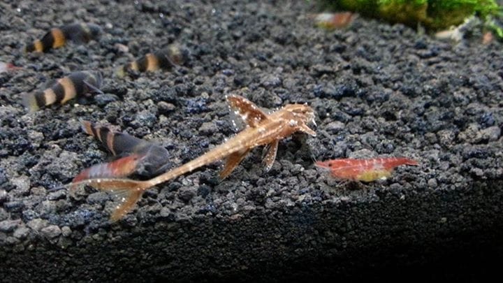 Red Lizard Whiptail