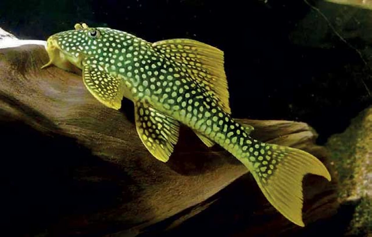 Understanding Sunshine Plecos