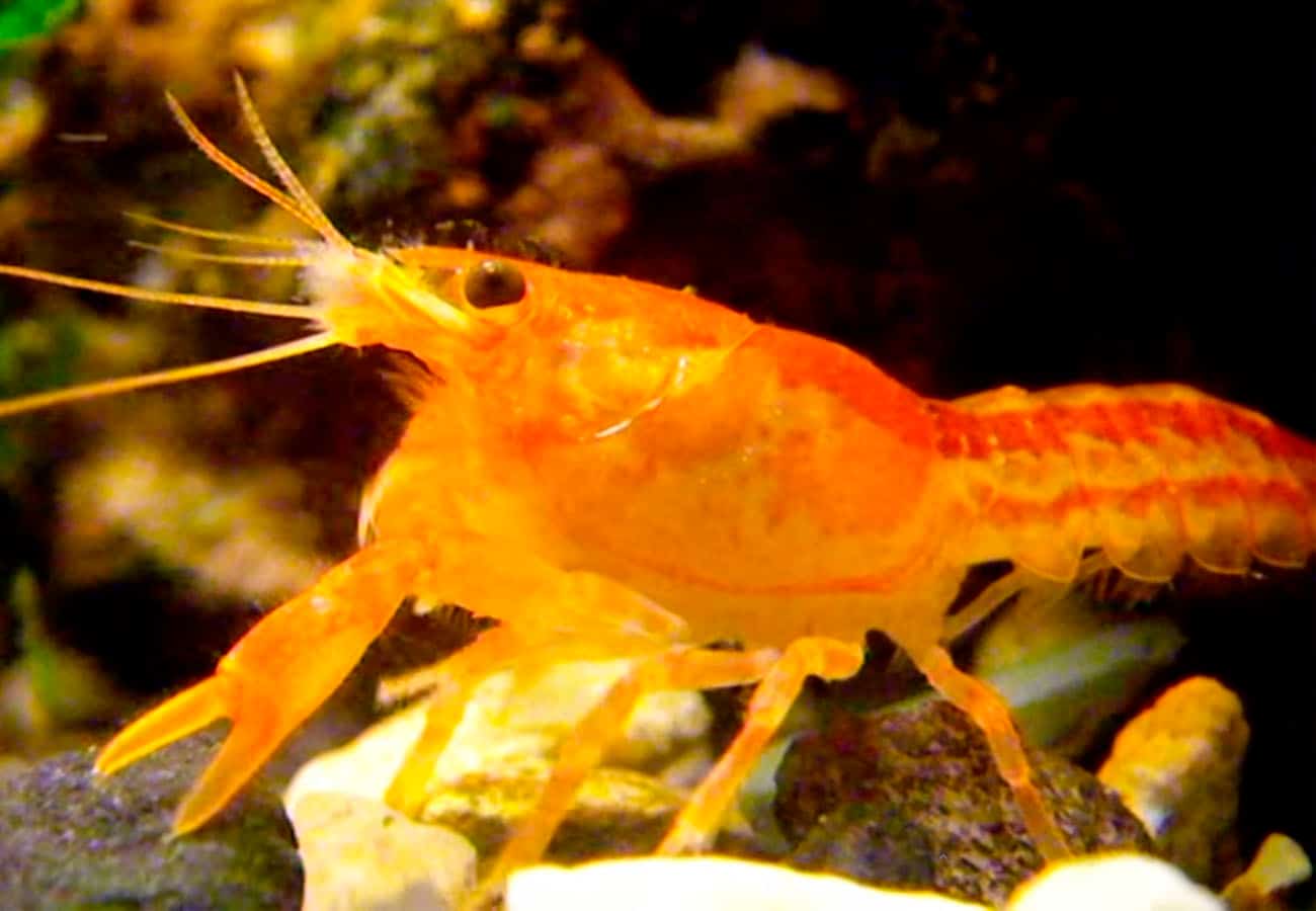 creating drawf mexican orange crayfish environment