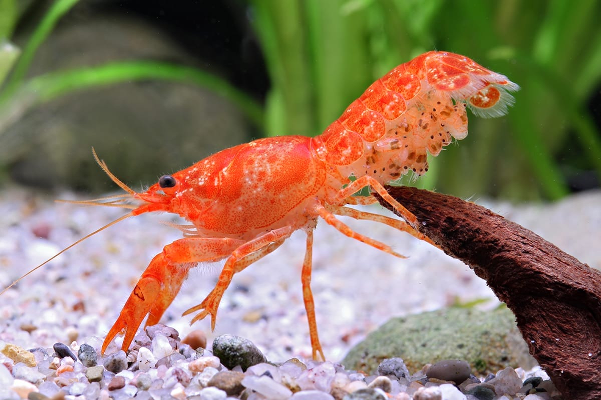 Guide to Caring for Dwarf Mexican Orange Crayfish