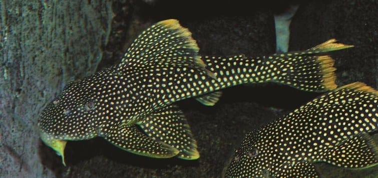 Sunshine Pleco