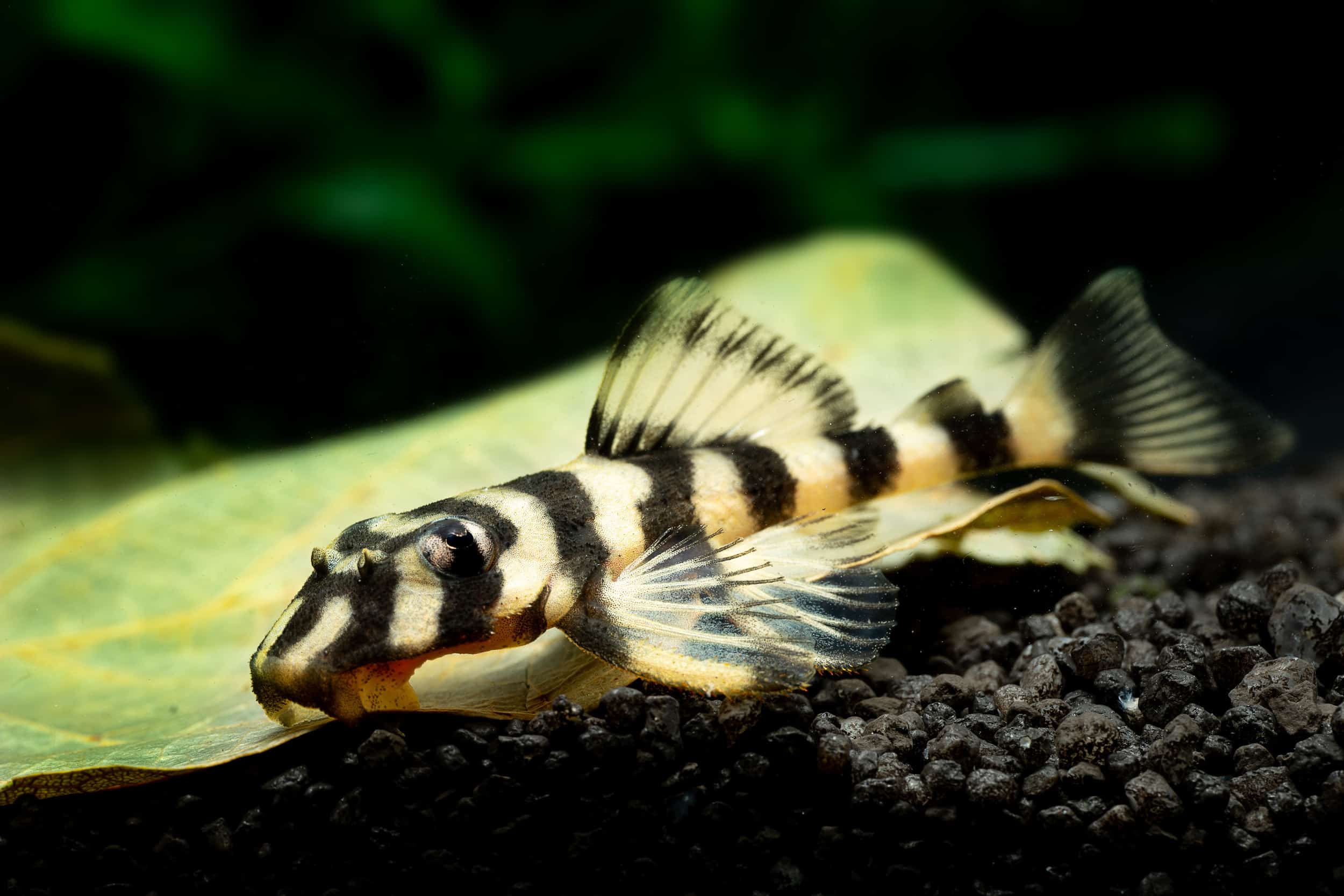 Candy Striped Pleco