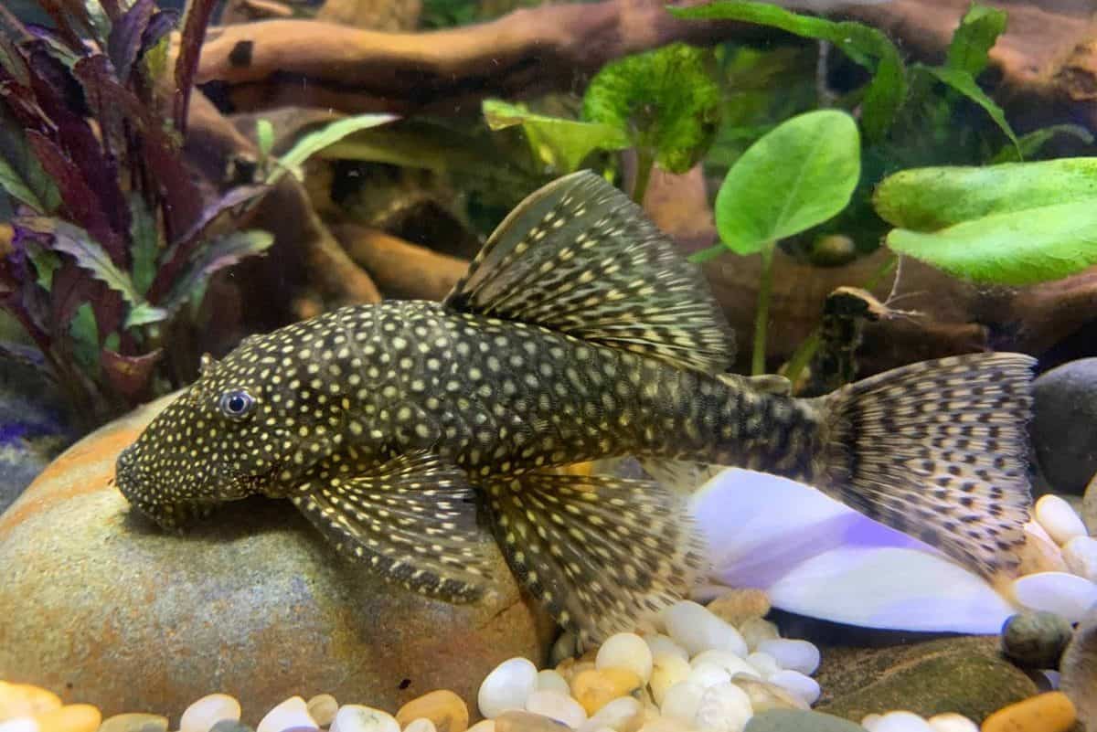 Common Pleco
