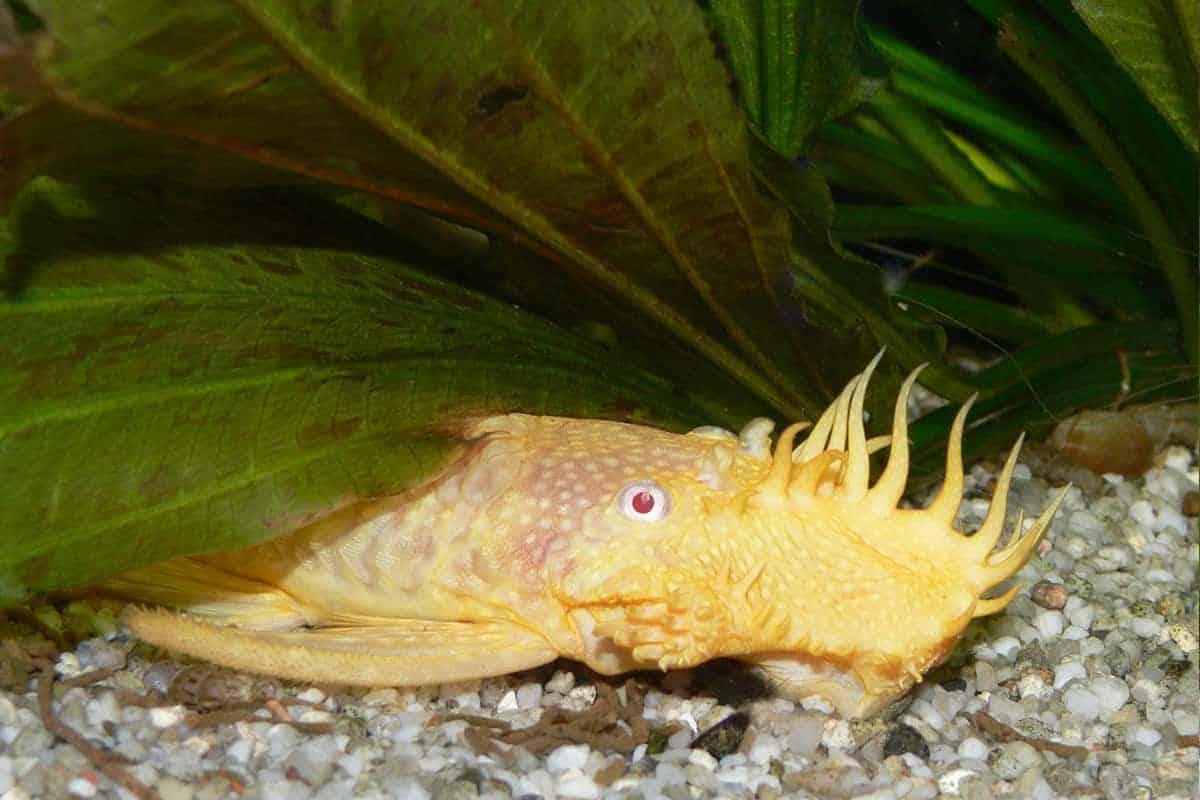 Bristlenose Pleco