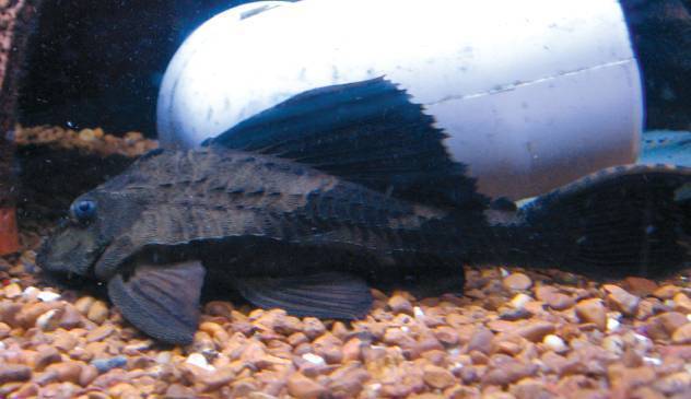 Rhino Pleco