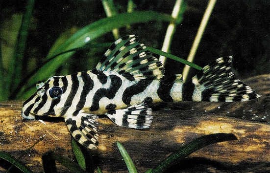 Leopard Frog Pleco