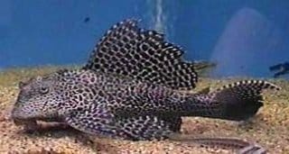 Beginner’s Guide: Pterygoplichthys Gibbiceps Care Tips