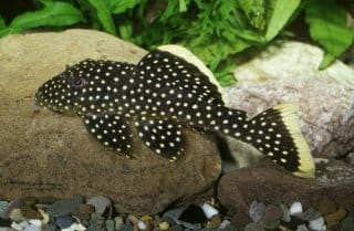 Discovering Baryancistrus Xanthellus Species