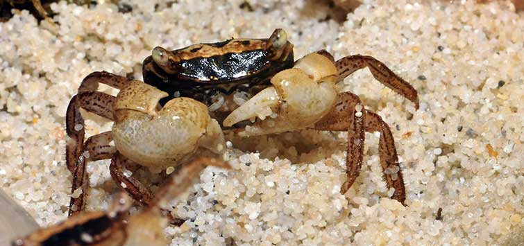 Marble Crab Care 101: A Beginner’s Manual