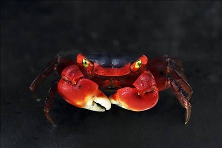 Vampire Crab Care Guide: Tips and Tricks for Success