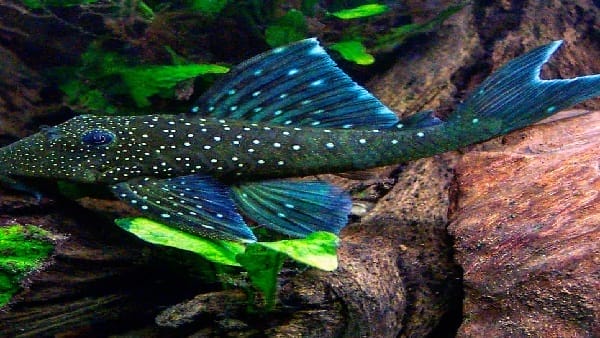Blue Phantom Pleco Care Guide