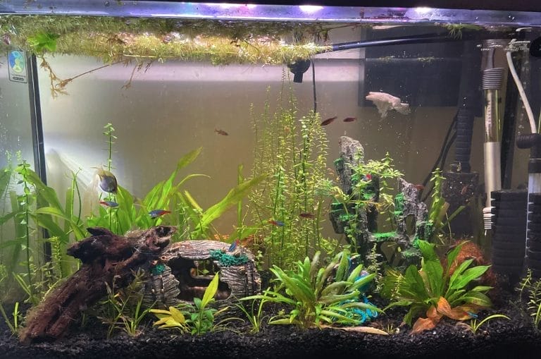 Best Aquarium Water Pumps for Your Tank