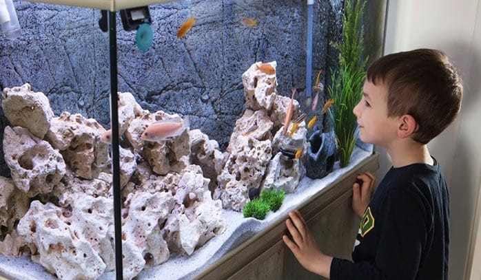 top tips crystal clear aquarium water