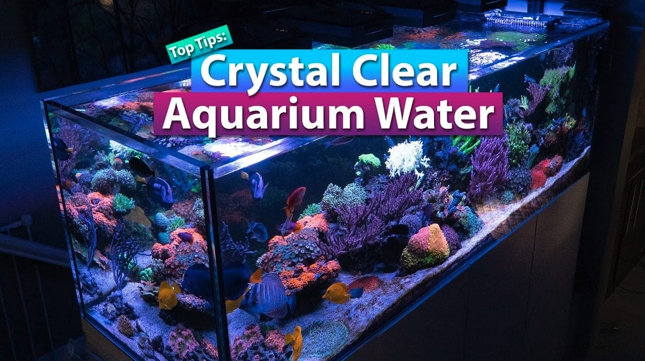 Beginner’s Guide: Choosing the Best Aquarium Water Clarifier