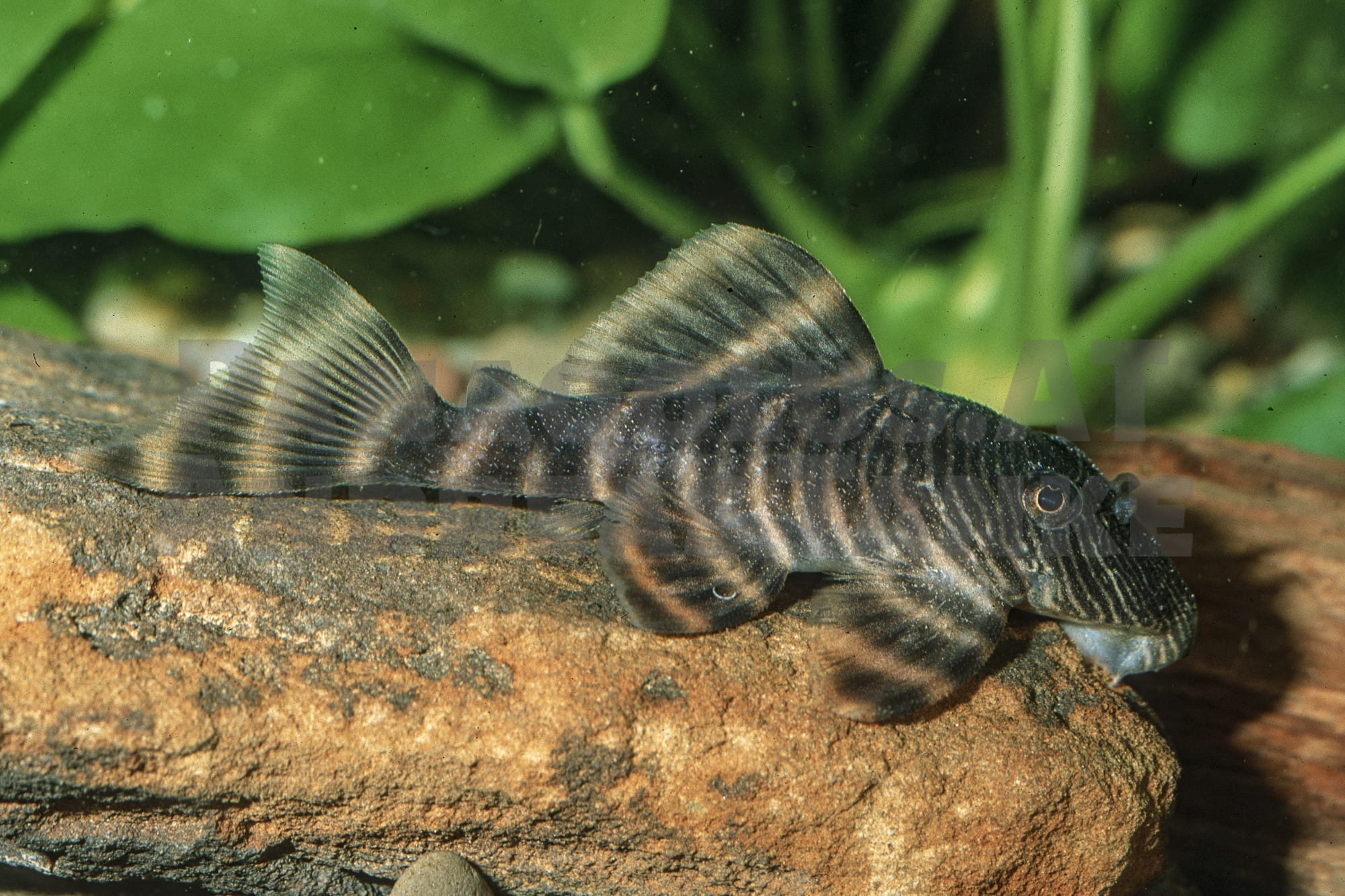 Ultimate Guide to Iquitos Tiger Pleco Care