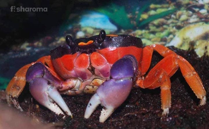 Rainbow Crab Care Guide – Everything You Need to Know