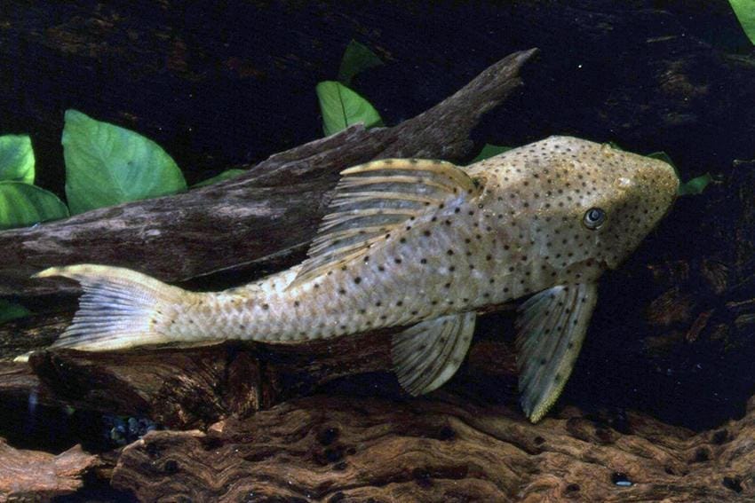 Cochliodon Pleco: A Guide to Loricariidae Catfish
