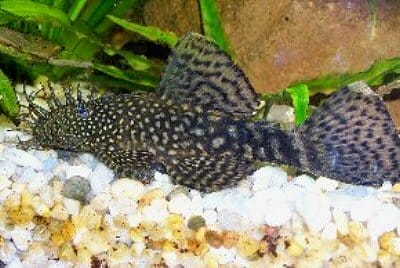 Ultimate Guide to Ancistrus Cirrhous Care