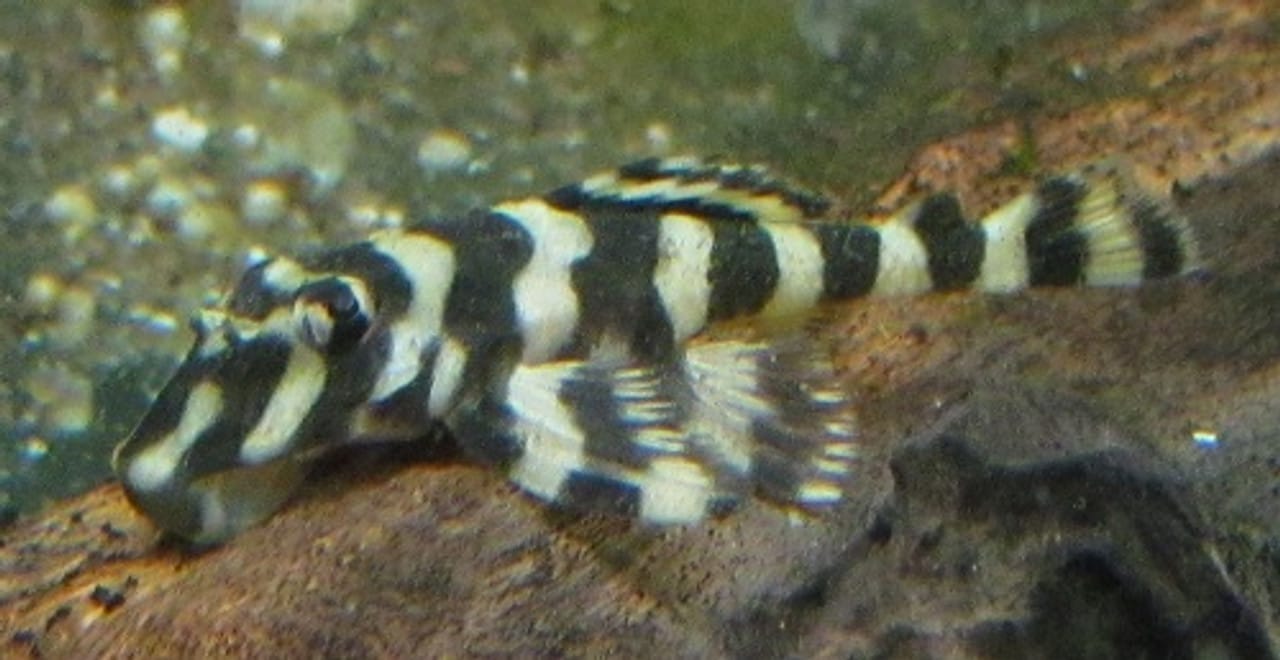 Butterfly Pleco Care Guide for Fish Tank Owners