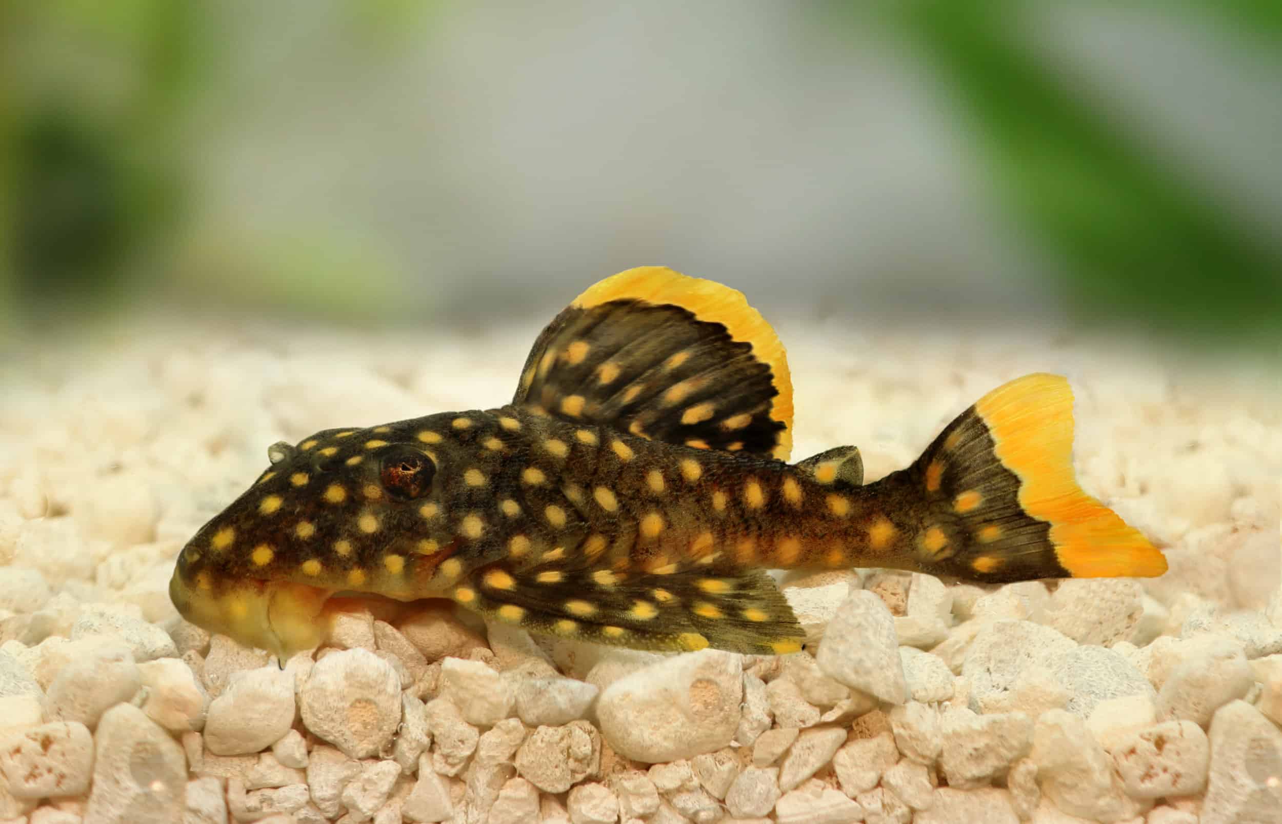 Discover the Fascinating Rhino Pleco Fish