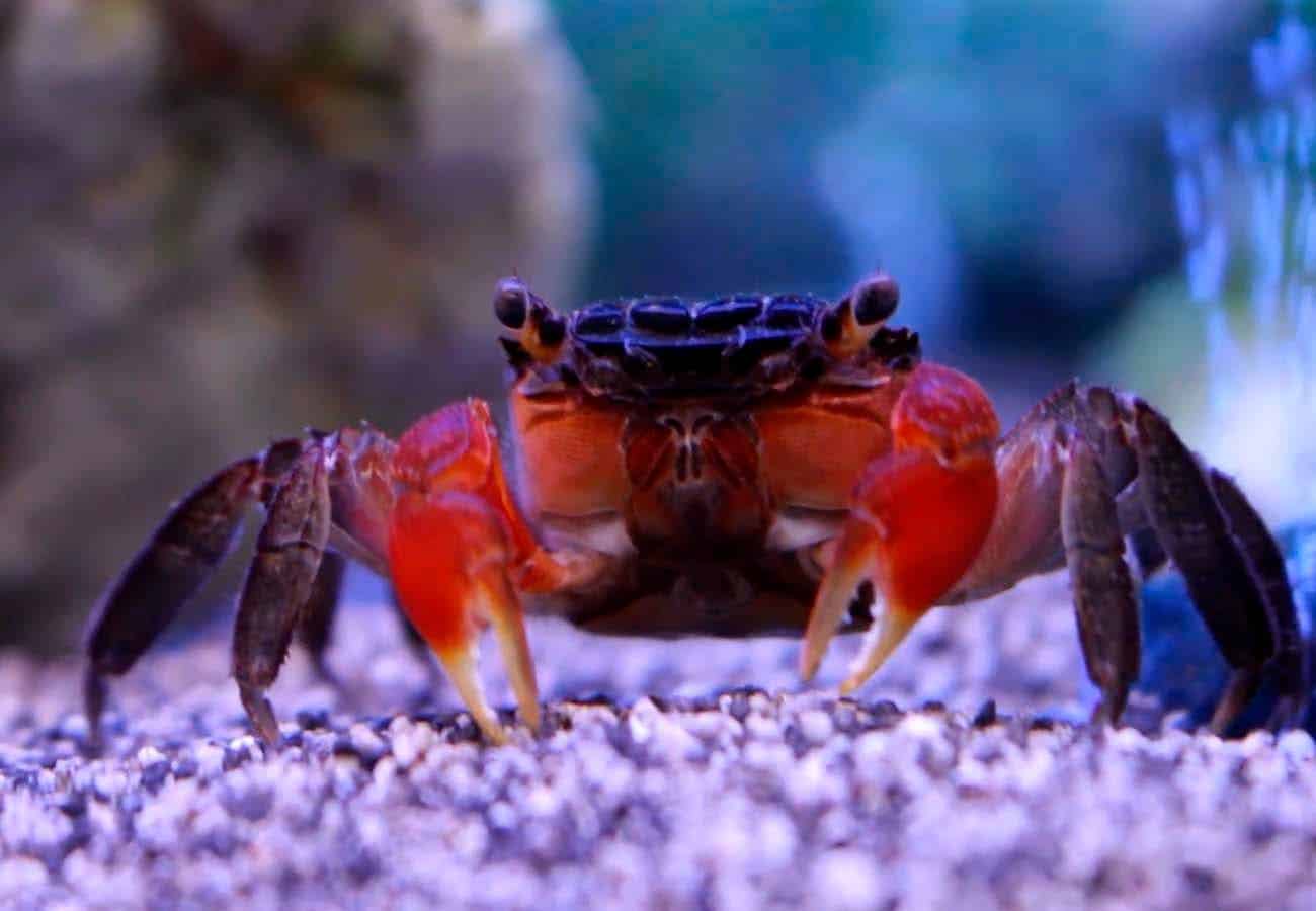 Understanding Red Claw Crabs