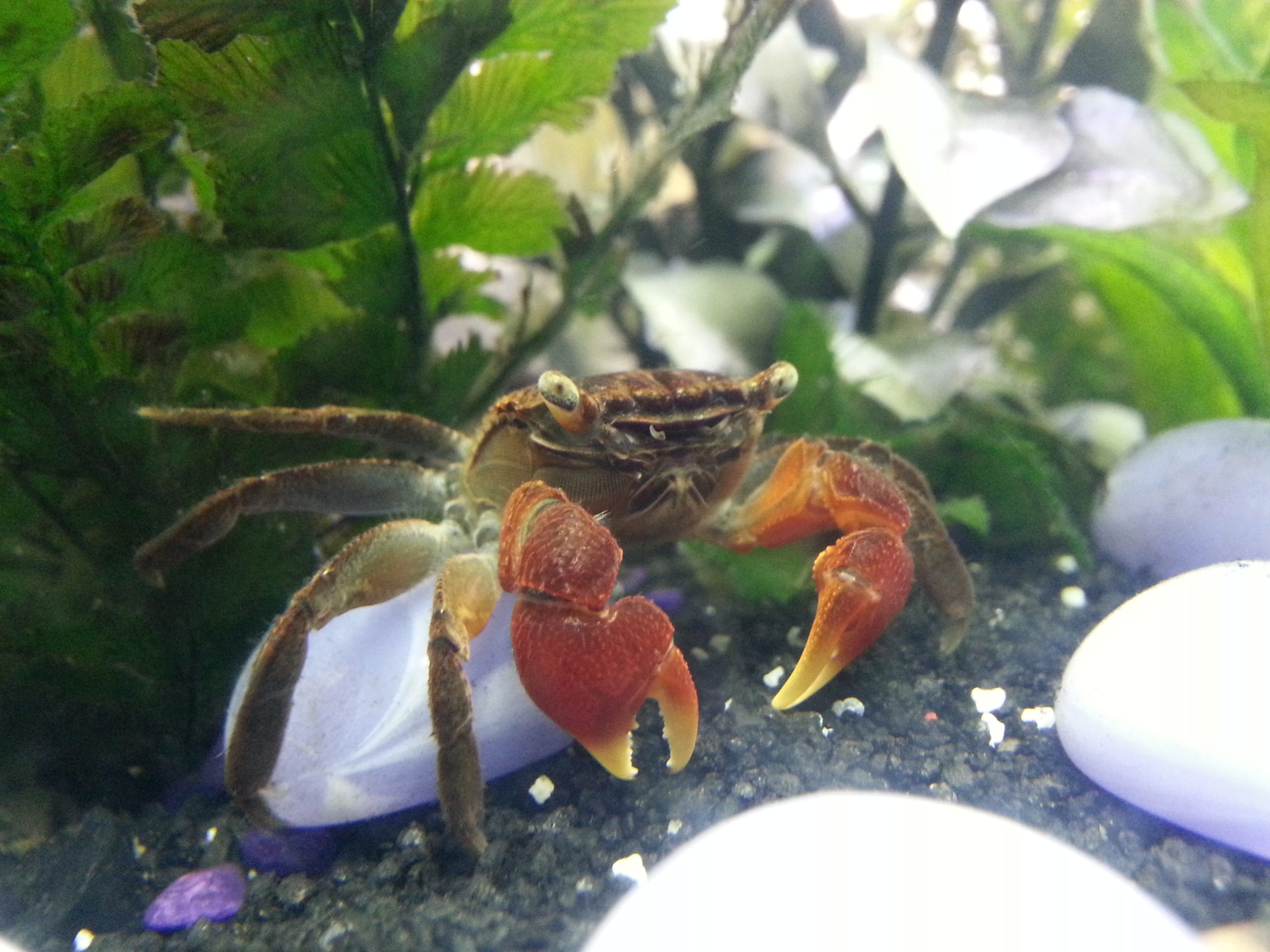 setting red claw crab home