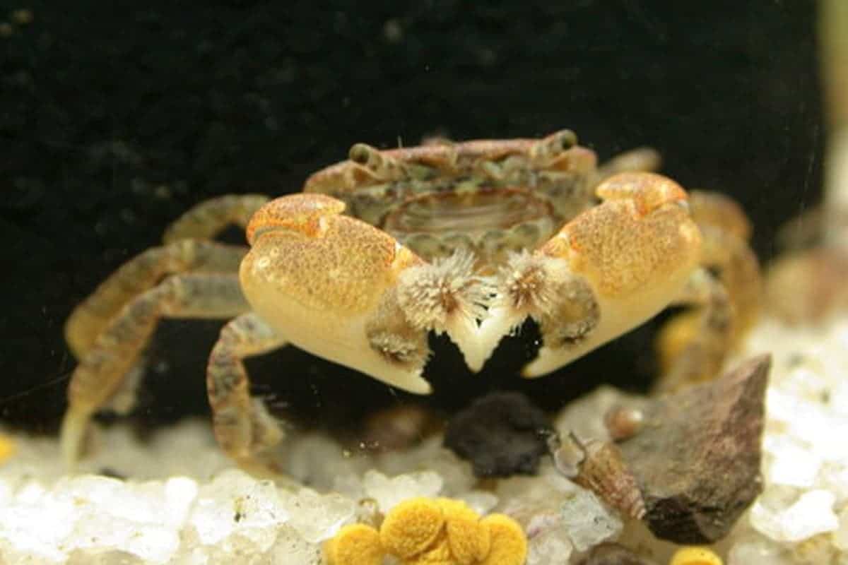 Discovering the Freshwater Pom Pom Crab