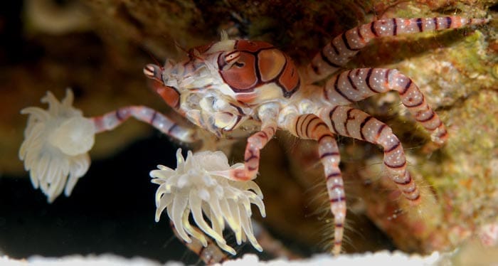 freshwater pom pom crab nutrition and feeding habits