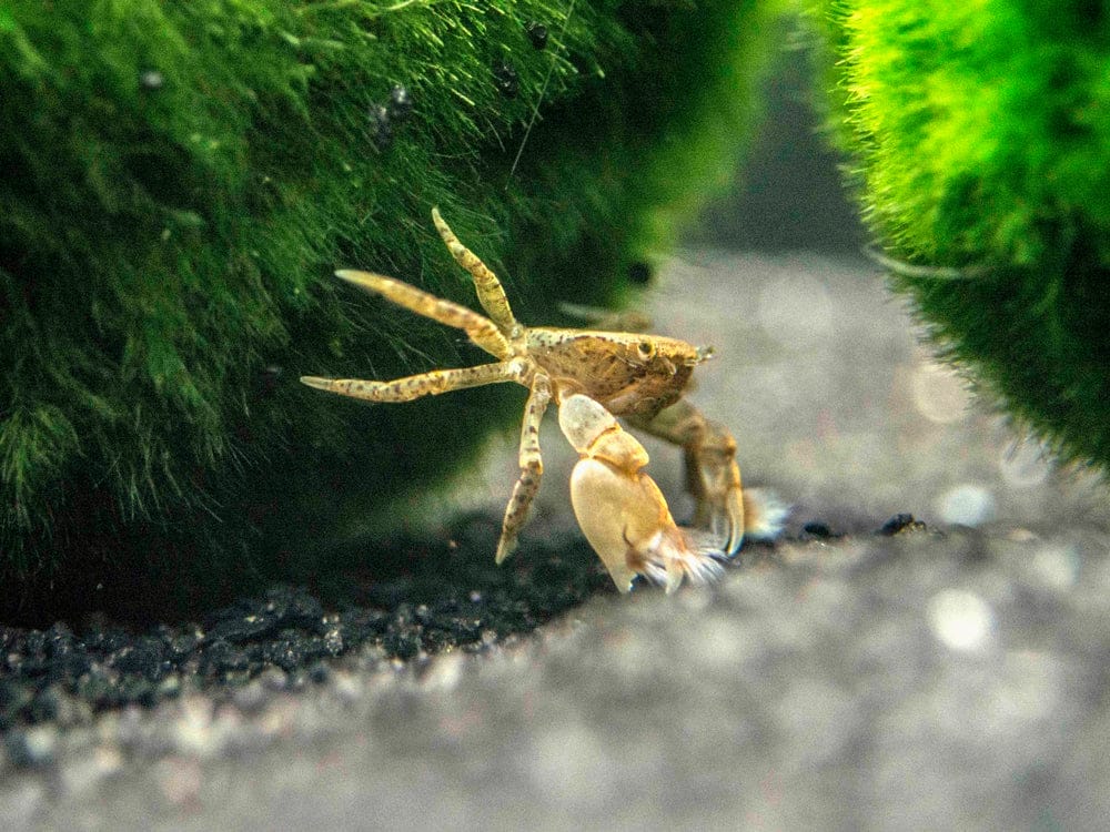 understanding freshwater pom pom crab habitat