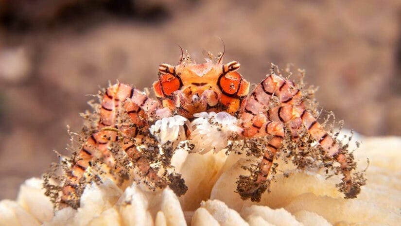 freshwater pom pom crab behavioral insights