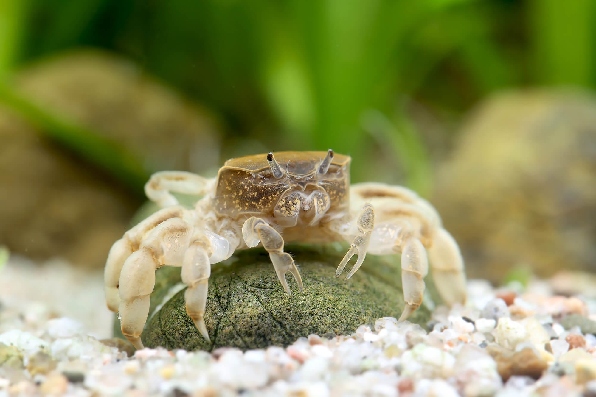 freshwater pom pom crab health and wellbeing