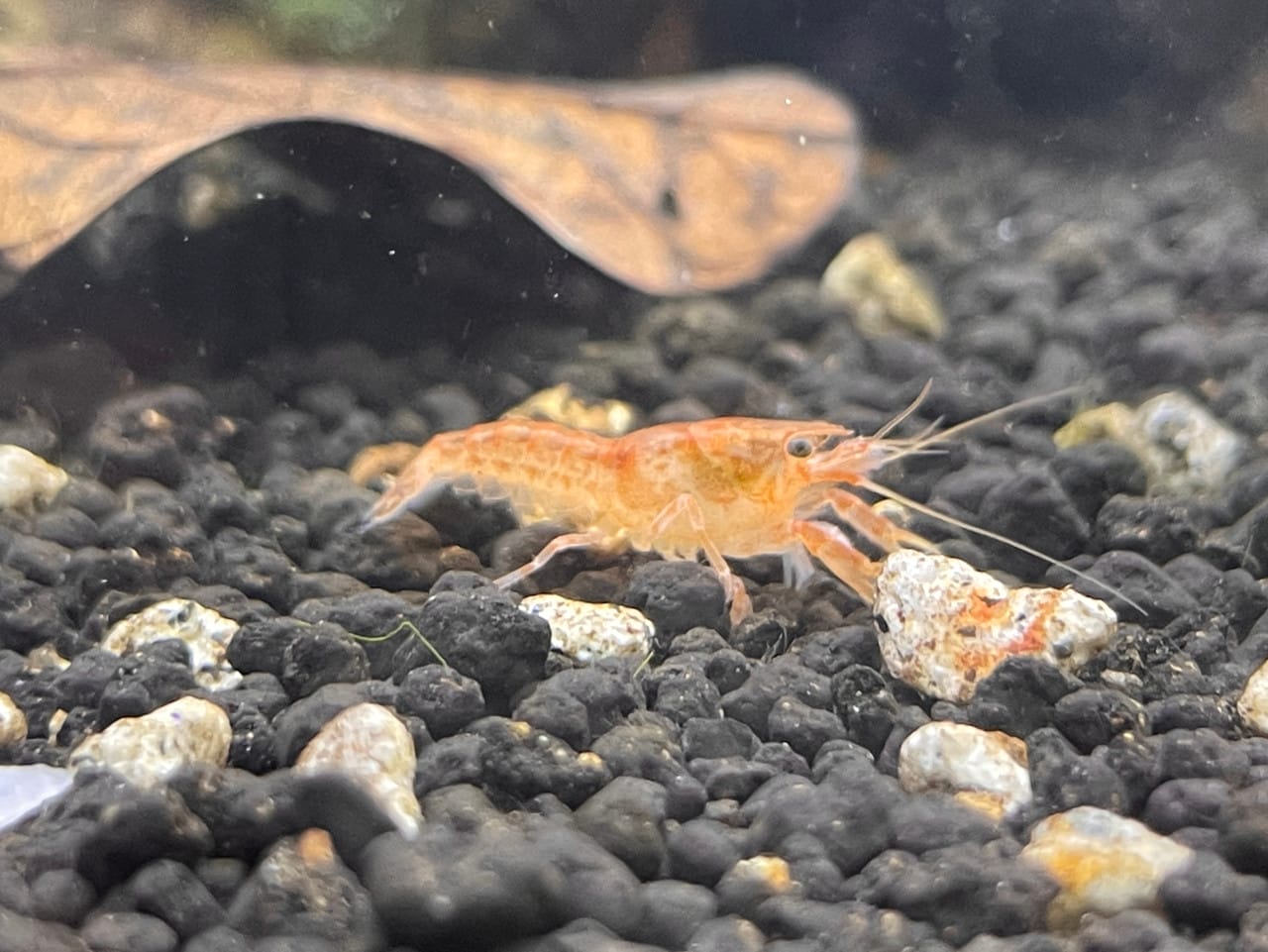 Breeding Dwarf Mexican Orange Crayfish