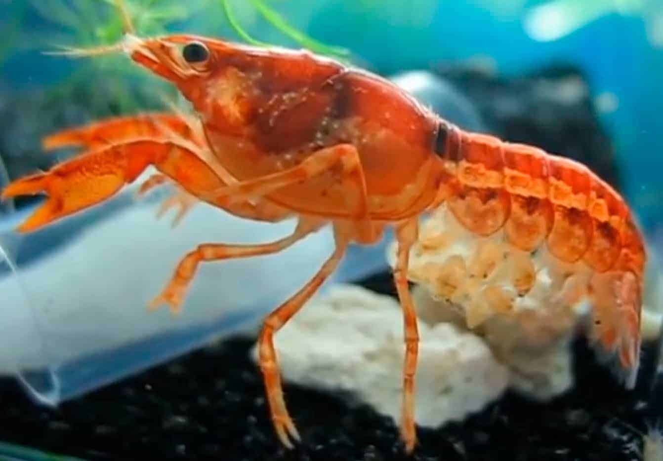 Feeding Your Dwarf Mexican Orange Crayfish