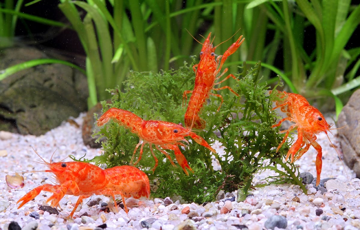 Getting Started with Your Crayfish Aquarium