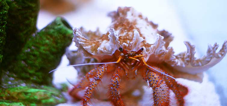 Setting Up Your Marble Crab's Home