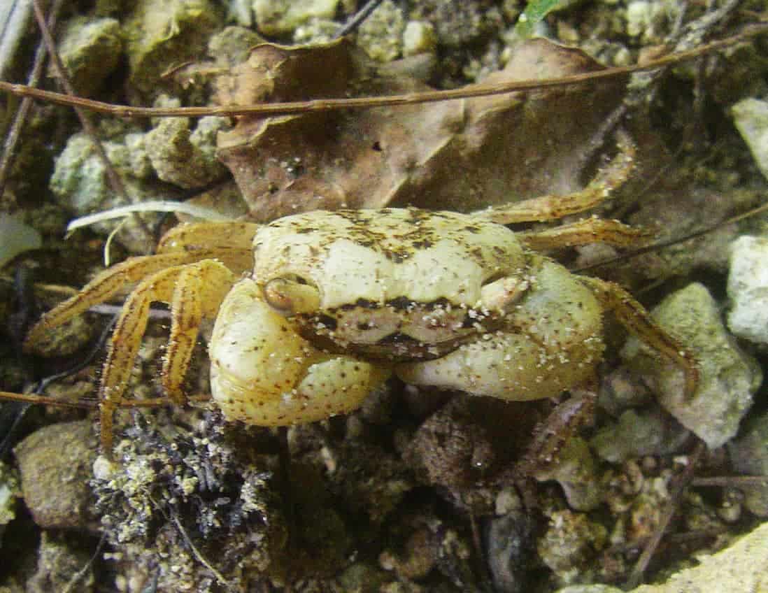 Preparing for Your Marble Crab