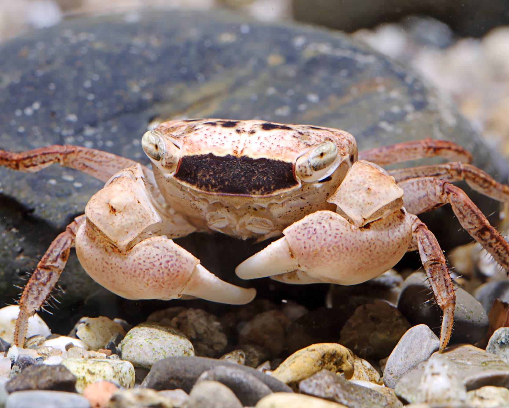 Understanding Marble Crabs