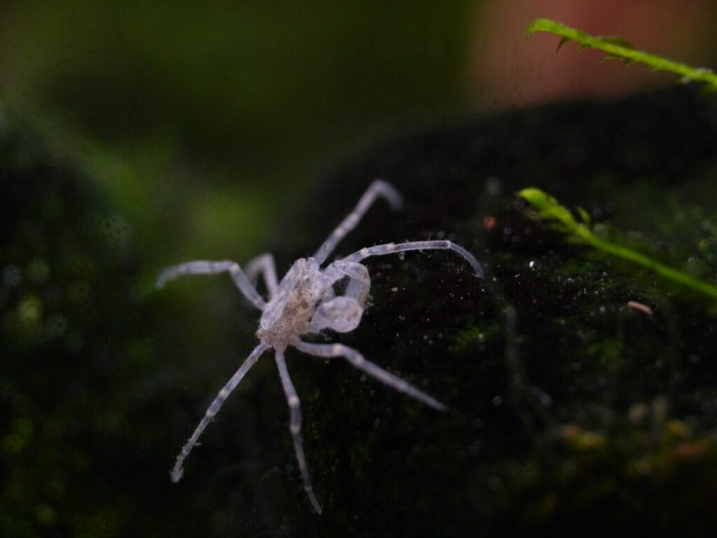 Understanding Thai Micro Crabs