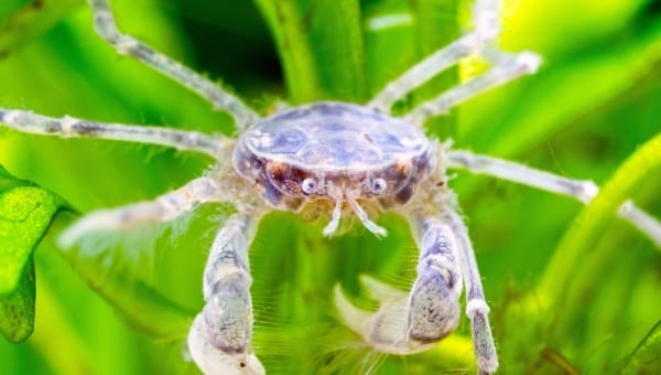 thai micro crab feeding guideliness