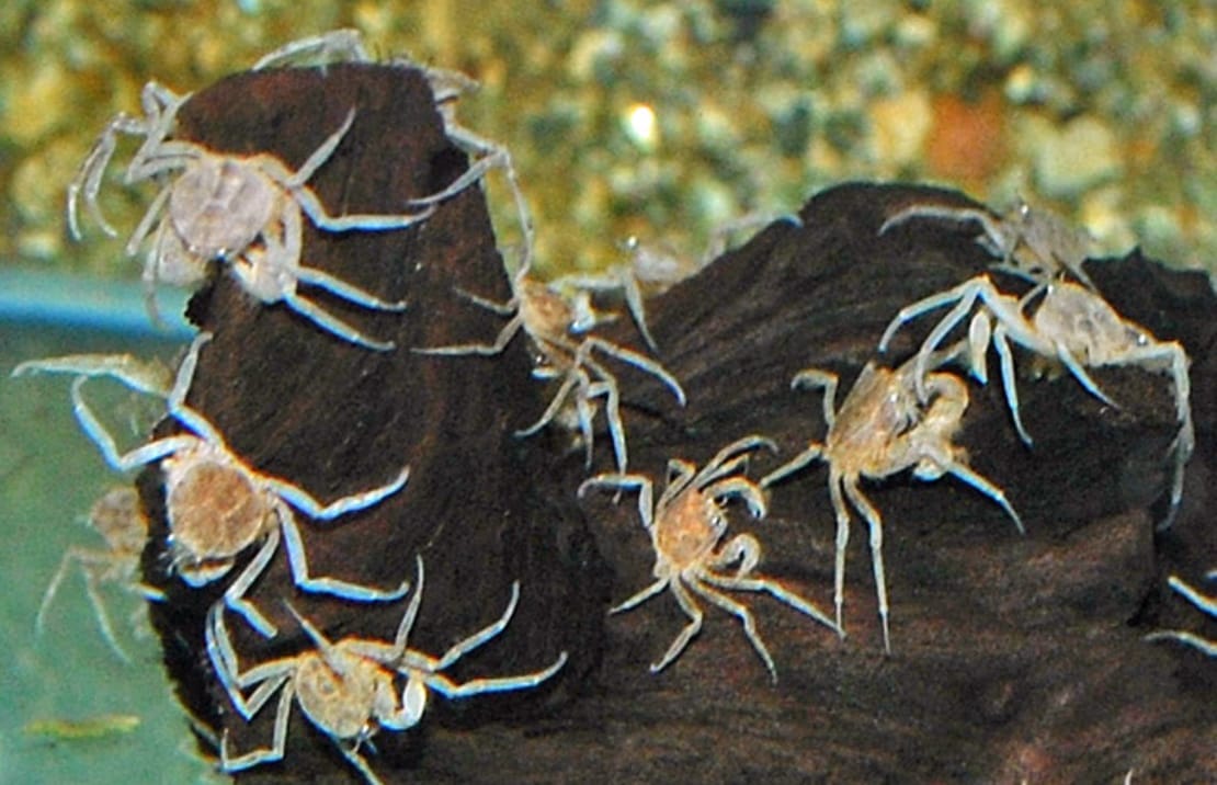 thai micro crab health and maintenance