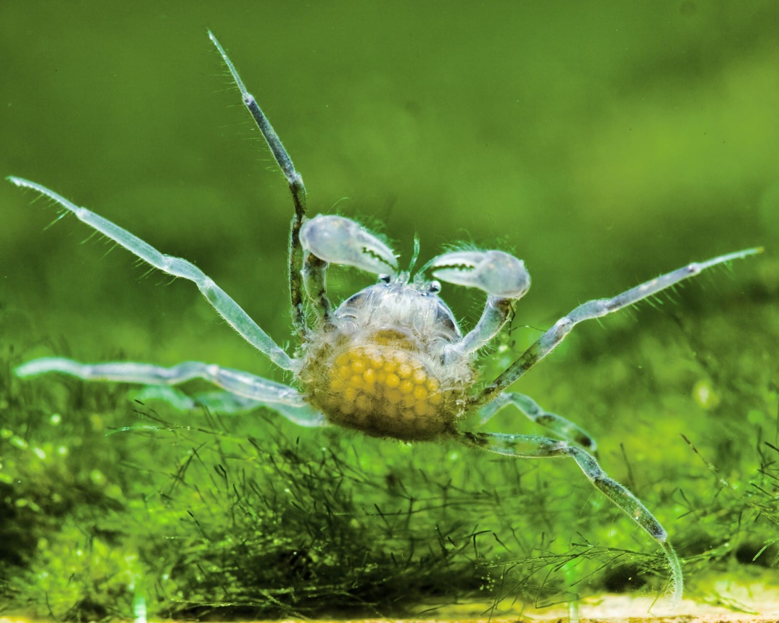 Thai Micro Crab Behavior and Compatibility