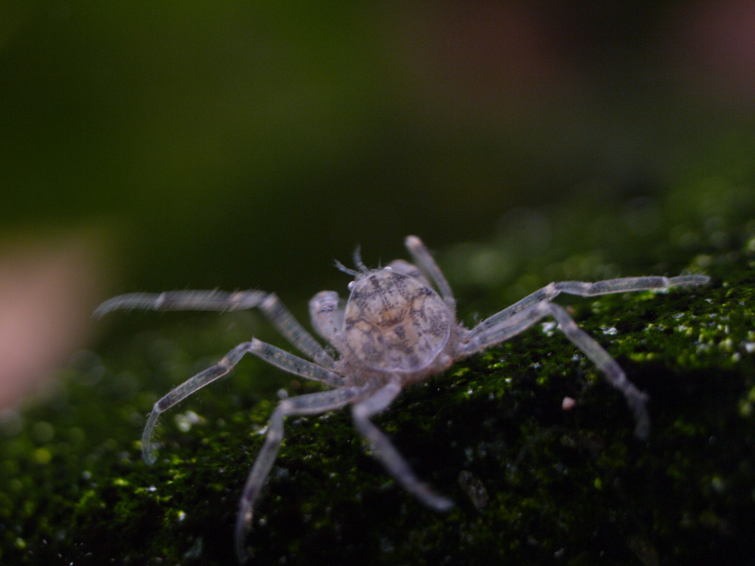 creating thai micro habitat