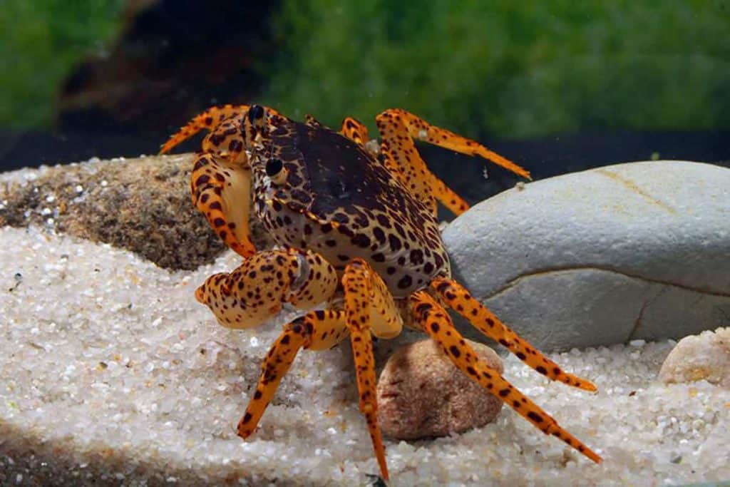 Understanding Panther Crabs