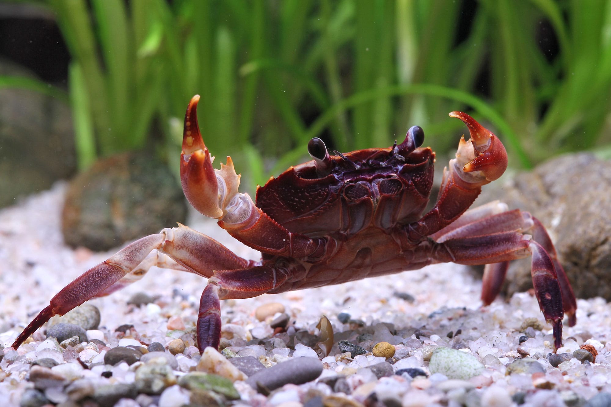 Exploring the Origins and Natural Habitat of Matano Crabs