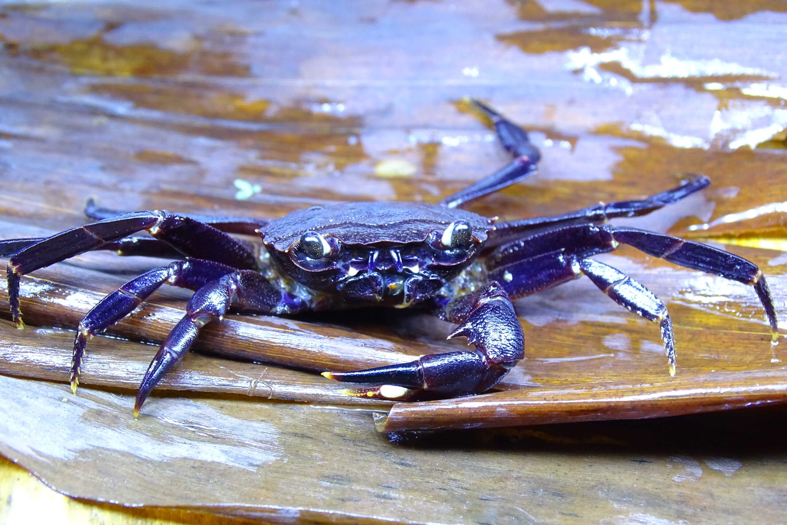 Essential Care Tips for Matano Crabs