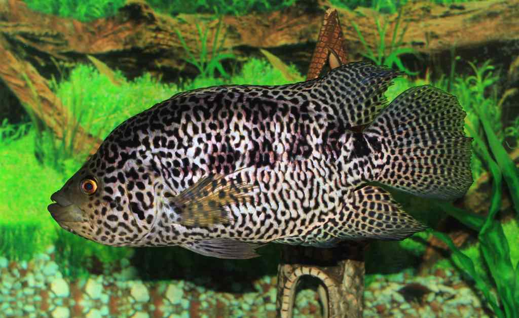 jaguar cichlid freshwater fish