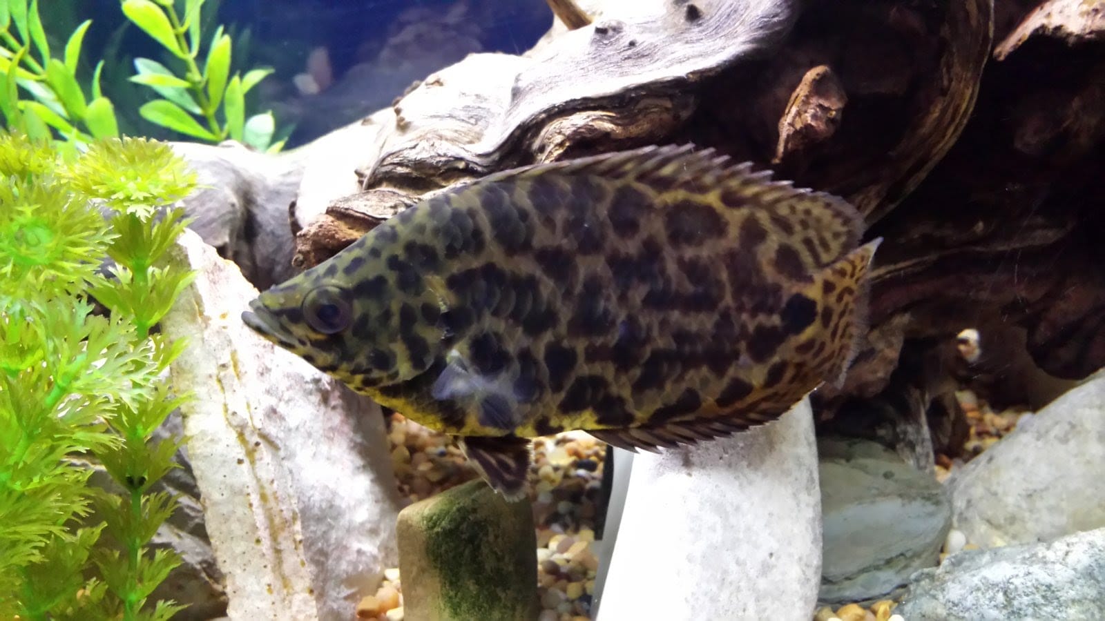 leopard bush fish