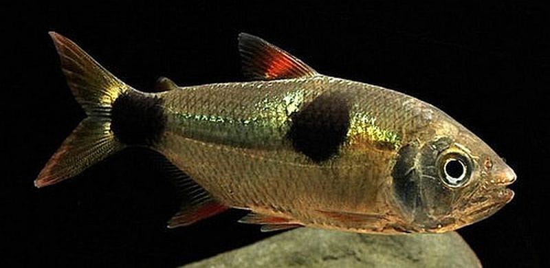 Bucktooth Tetra fish